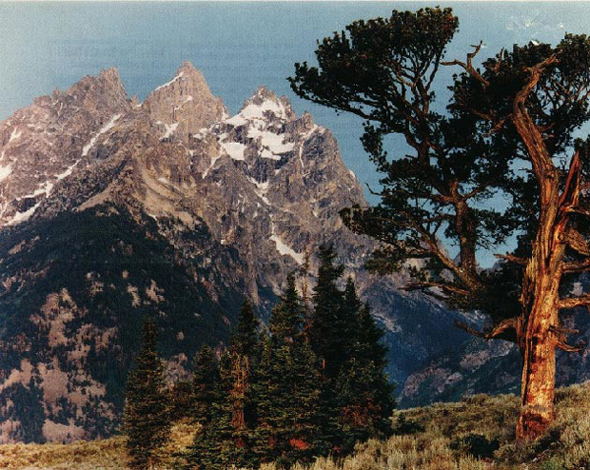 Фото: дерево на переднем плане и горы на заднем